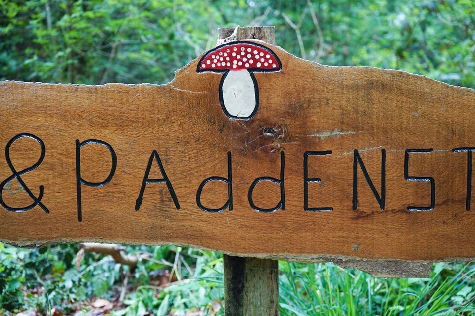 paddenstoelen bord in het rijsterbos