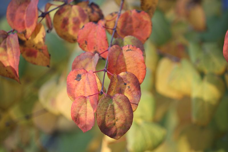 De herfstbladeren van een Katsuraboom
