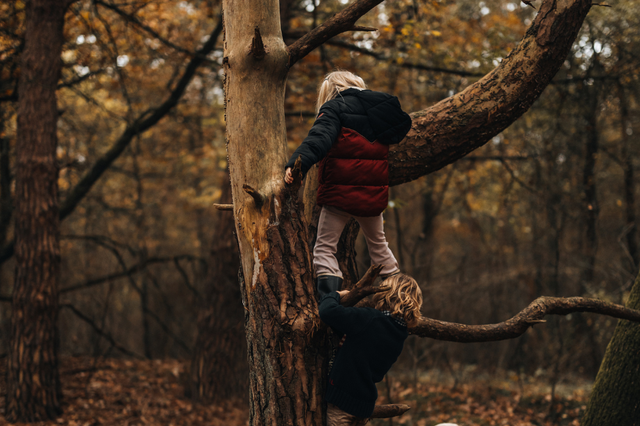 Kinderen klimmen in een boom in het bos