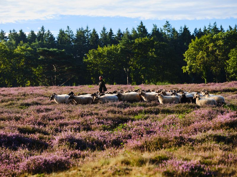 Schaapherder op de Zuiderheide