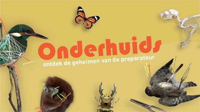 foto: Natuurmuseum Brabant