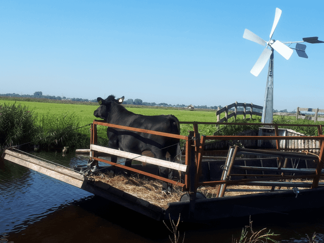 Koeien op de boot bij Natuurboerderij Hardebol in Noord-Holland.