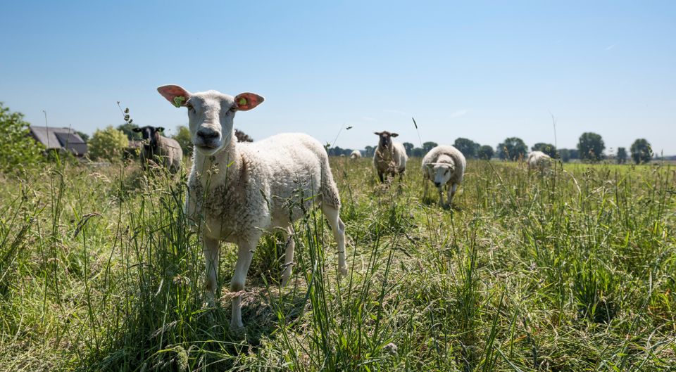 Schapen, natuur, Land van Maas en Waal