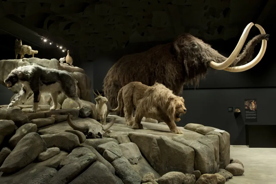 Dieren die nagemaakt zijn in het Natuurmuseum