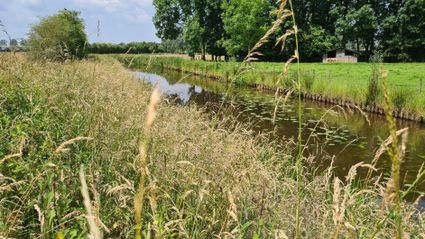 Water met riet en waterlelies.
