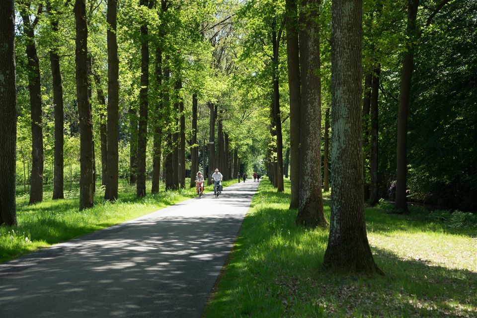 Fietsen door de bossen van Gaasterland.