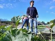mensen werken in de moestuin