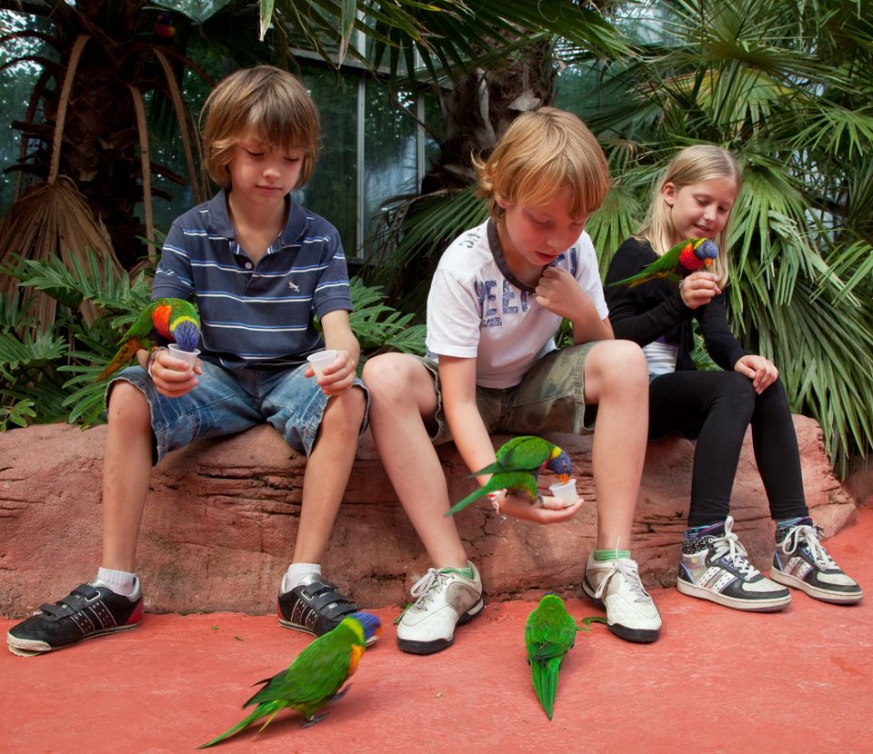 Vogelpark Avifauna in Alphen aan den Rijn, Zuid-Holland, gezinsuitje in het Groene Hart met kinderen die kleurrijke lori’s voeren tussen tropische beplanting.