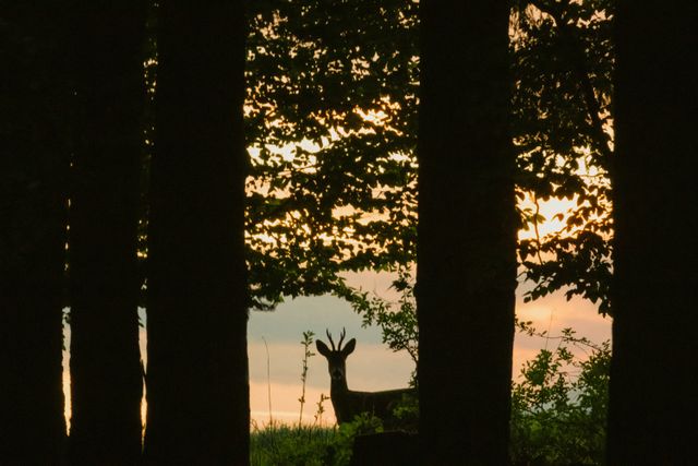 Een ree staat in het bos, met de ondergaande zon op de achtergrond