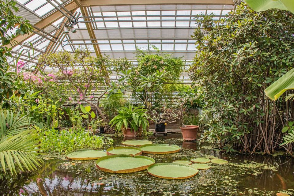Binnen kas Hortus Botanicus Leiden
