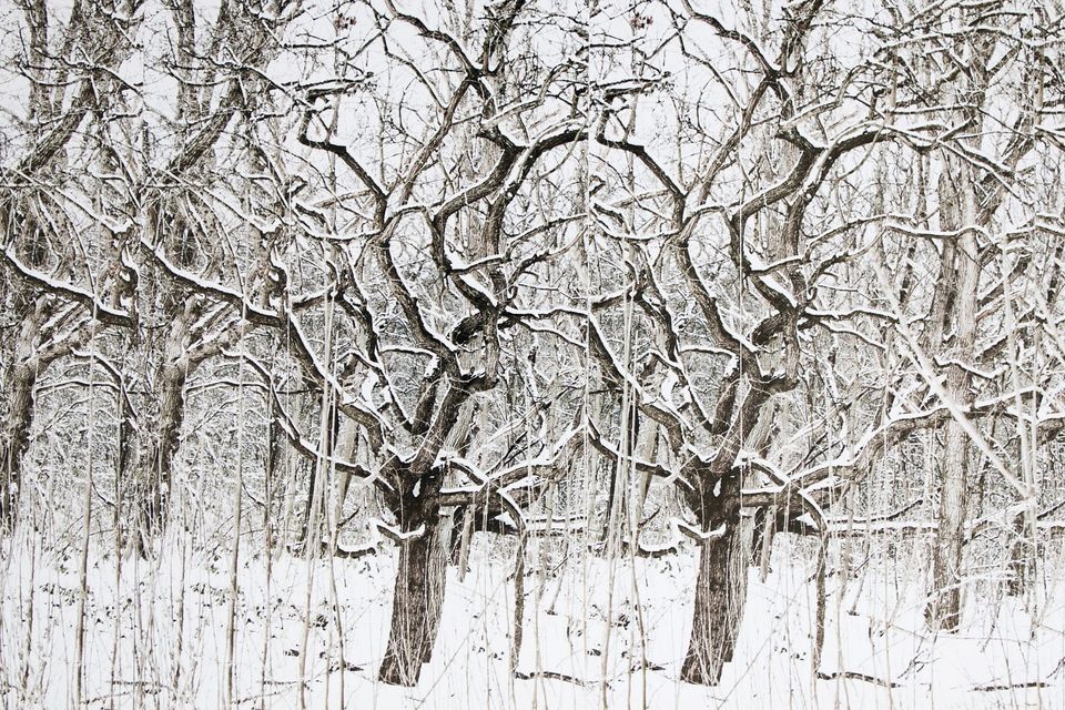 Besneeuwde bomen in een winters bos