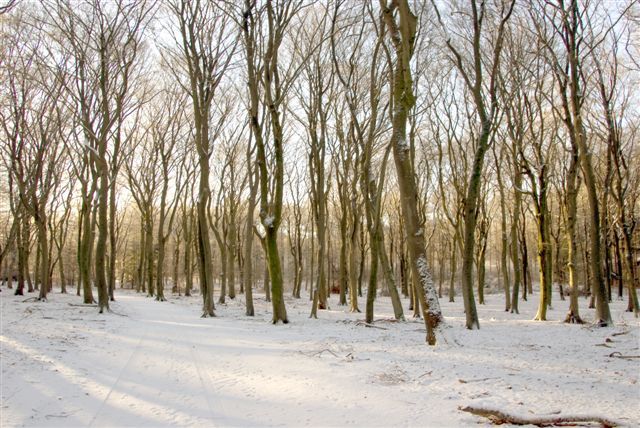 sneeuw in het bos