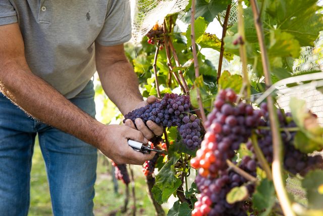Wijngaard druiven plukken foodroute