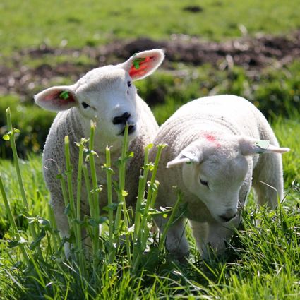 Lammetjes in het gras