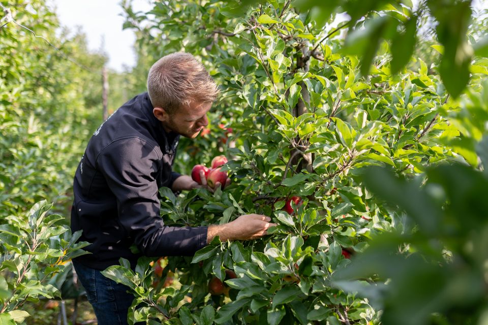 Appels plukken bij De Proeftuin