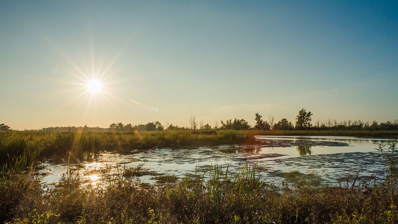De biesbosch met de zicht over het riviertje