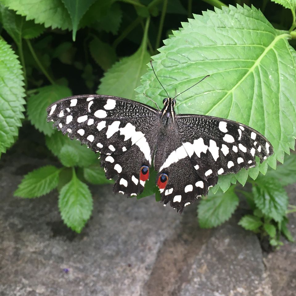 Papilio demoleus, Der Karierter Schwalbenschwanz