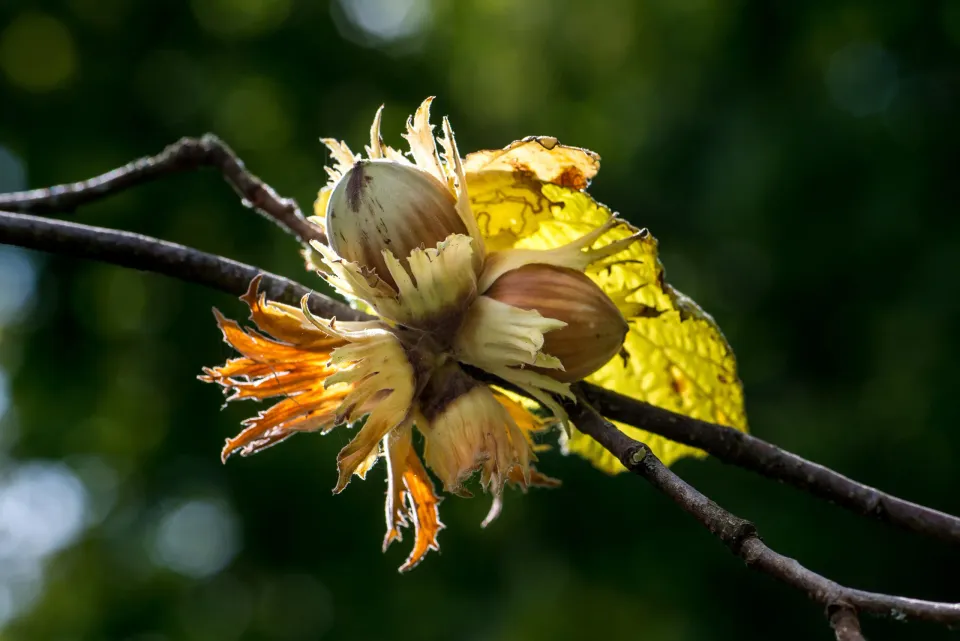 IVN-KNNV | Thema-avond | De Hazelnoot