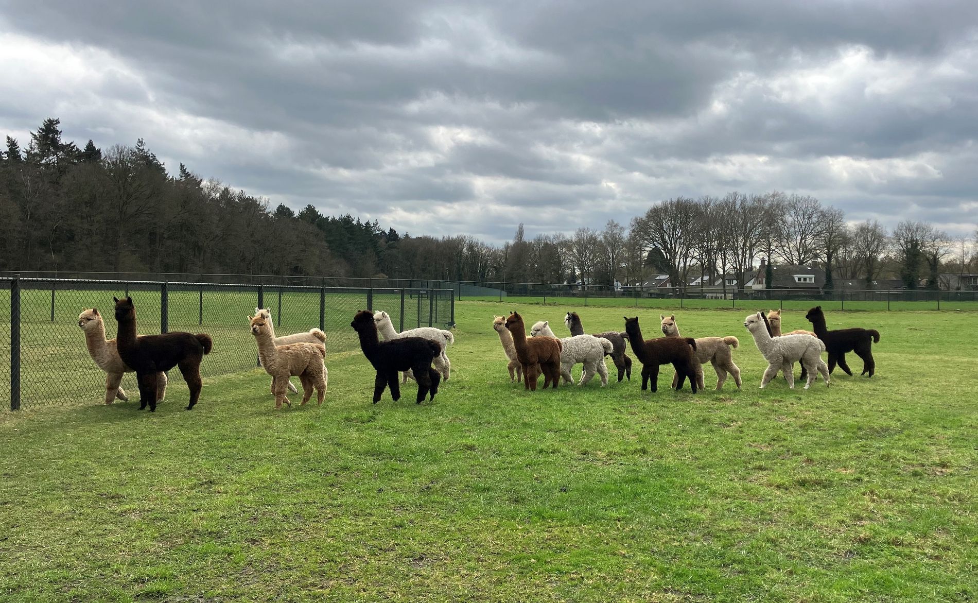 Alpaca's in de wei
