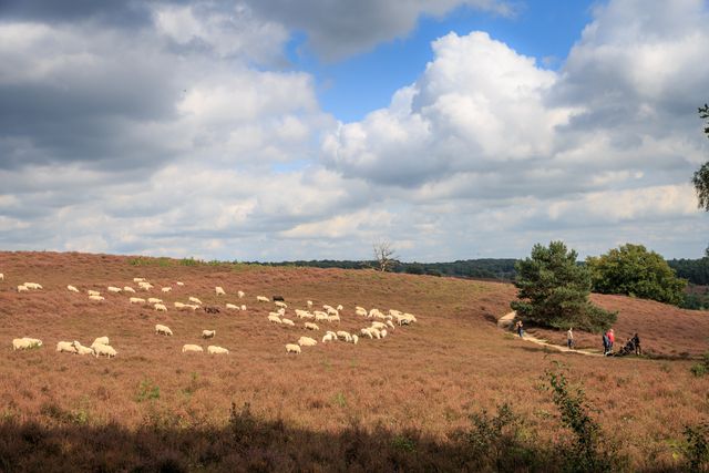 Veluwezoom en Posbank - Rhedense schaapskudde