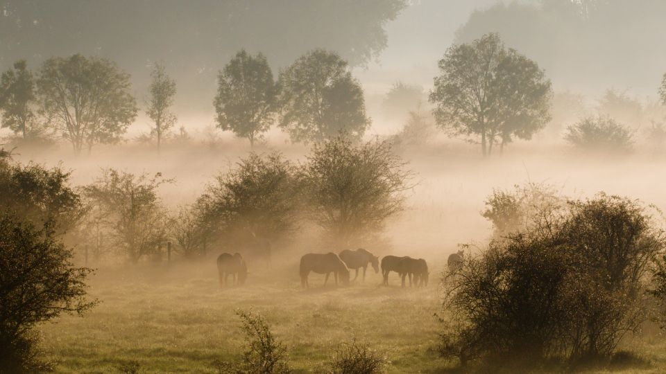 Konikpaarden langs de Waal in het ochtendlicht