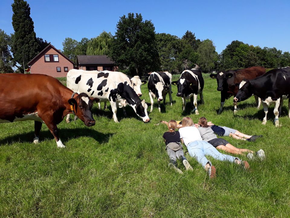 Kinderen liggen in een weiland tussen nieuwsgierige melkkoeien op een boerderij in het Groene Hart. Bezoekers beleven een unieke boerderijervaring en dierenontmoeting op het Nederlandse platteland tijdens een gezinsuitje in de natuur.
