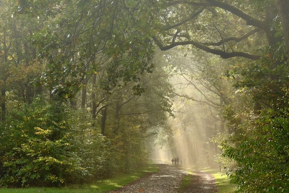 Die Sonne scheint durch die Bäume und erleuchtet den Kiesweg. Weiter vorne geht eine Gruppe von Menschen.