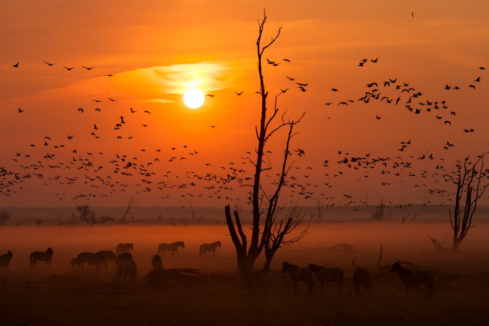 Oostvaardersplassen met paarden en vogels in de vroege ochtendzon.