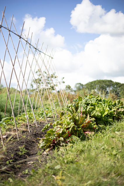 Zelfoogsttuin