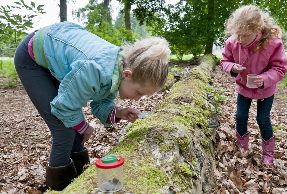 Sporen zoeken met de boswachter