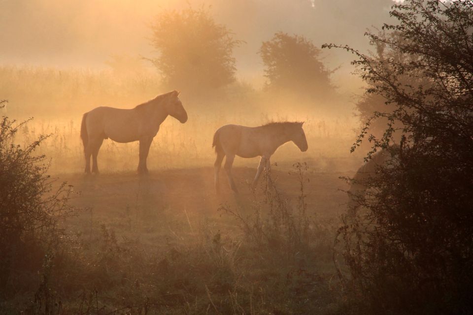 Twee paarden in natuurgebied de Blauwe Kamer in Rhenen staan in de mist bij de opkomende zon