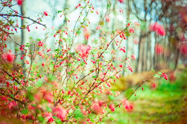 Lente in de landerijen