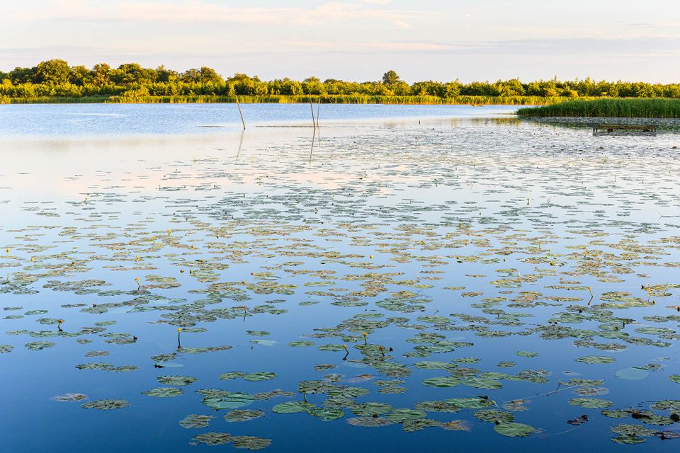 Ankeveense Plassen