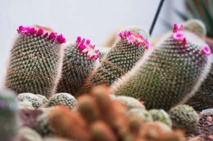 bloeiende cactussen in de Oranjerie