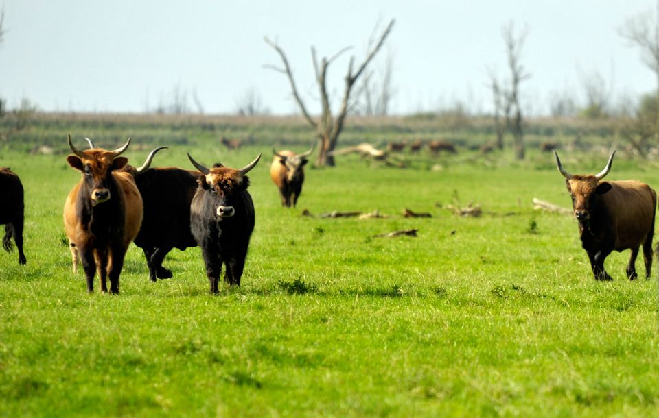 Heckrunderen frontaal in de Oostvaardersplassen. De Oostvaardersplassen: het grootste man-made natuurgebied ter wereld. Een natuurgebied dat in Europa zijn weerga niet kent. Ontstaan op de bodem van de vroegere Zuiderzee, in een polder van nog maar een halve eeuw oud.