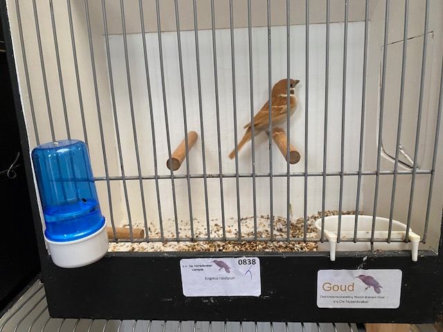 Open Laarbeekkampioenschappen vogelvereniging Beek en Donk