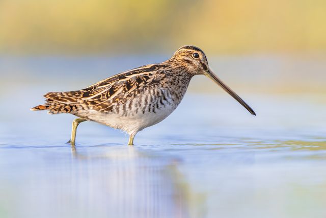 Steltloper loopt door het water