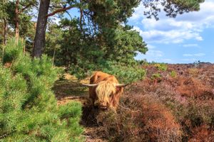 Schotse Hooglander graast op de Mookerheide. De heide staat hier in augustus in bloei.