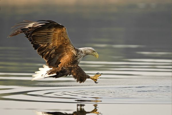 Jagende zeearend bij de vogelboulevard Hellegat-Ventjager