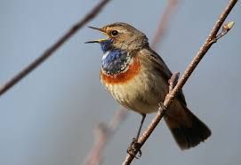 Blauwborst