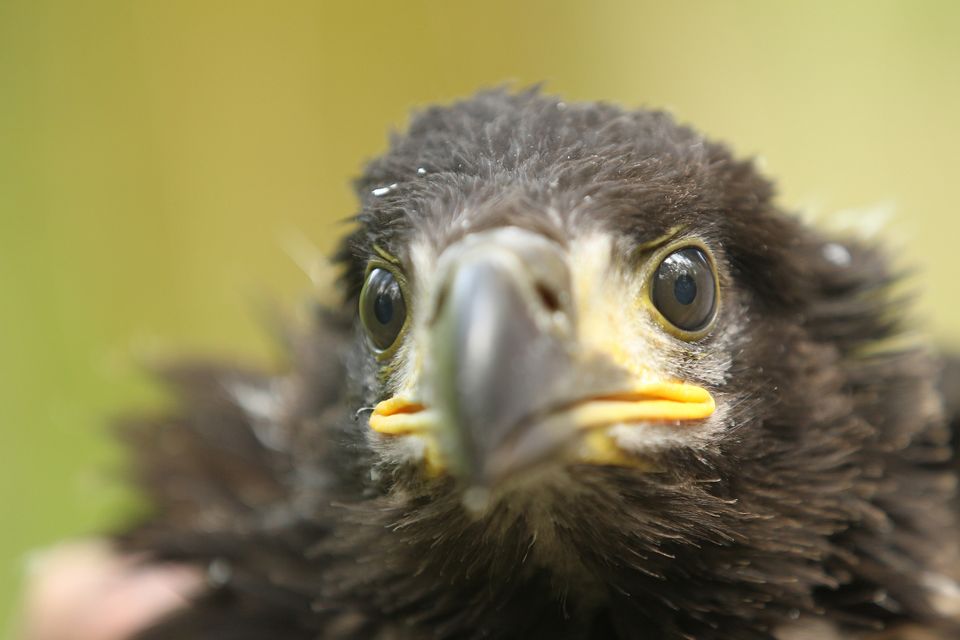 Close-up van een Zeearend in Flevoland