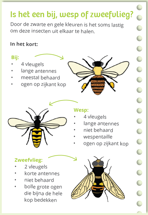 wesp bij of zweefvlieg determinatiekaart