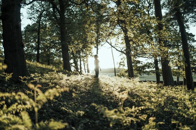 Wandeling in de bossen