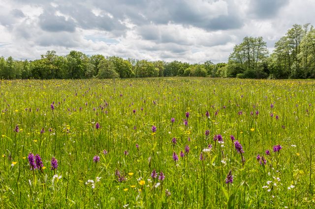 Ein Feld mit überwiegend lila und gelben Blumen im Naturgebiet Nationaal Landschap Drentsche Aa.