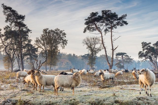 Een kudde schapen loopt in de winter over een veld met wat bomen.