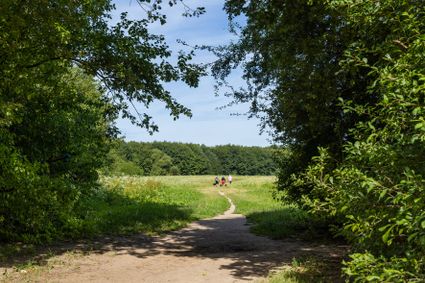 Zomers uitzicht vanuit het IJsselbos over een van de velden bij de plassen in het bos. In de verte zien we een aantal mensen die wandelen met honden.