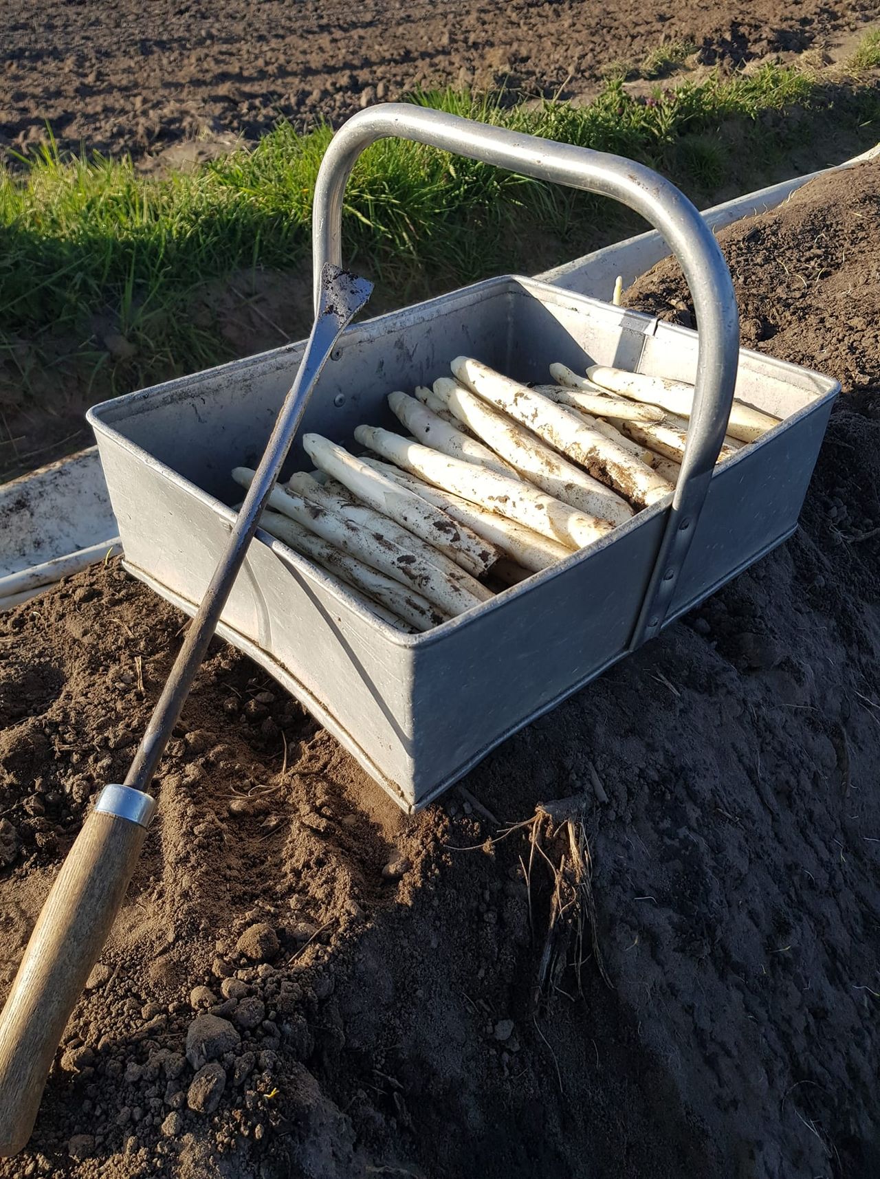 asperges