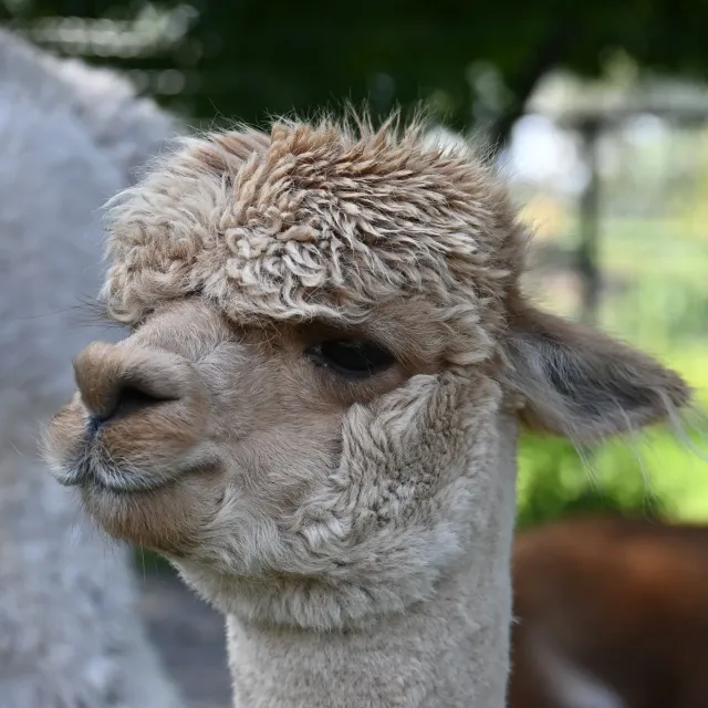 Alpaca World Friesland
