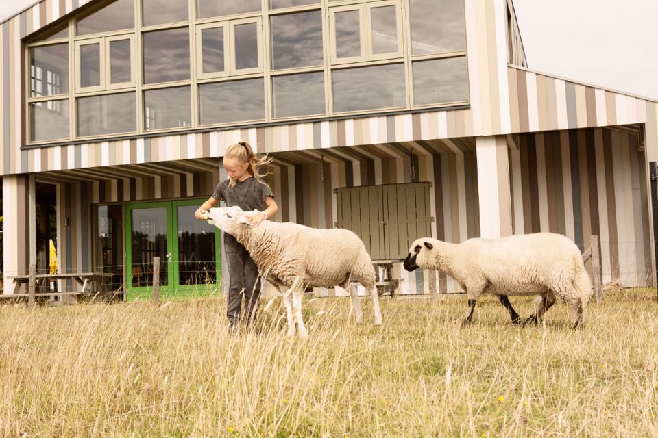 Schapen bij smullen en spelen almere