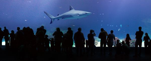 Burgers' Zoo, haaien, vissen